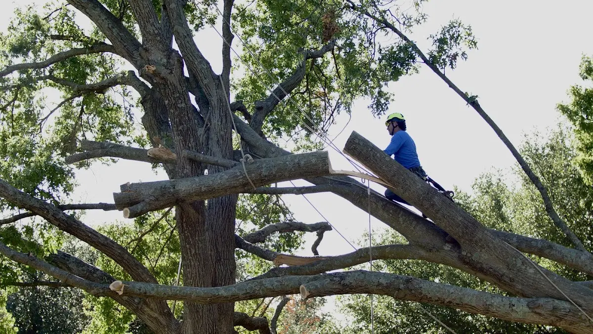 Professional Hazardous Tree Removal performed by certified arborists in Camp Dennison
