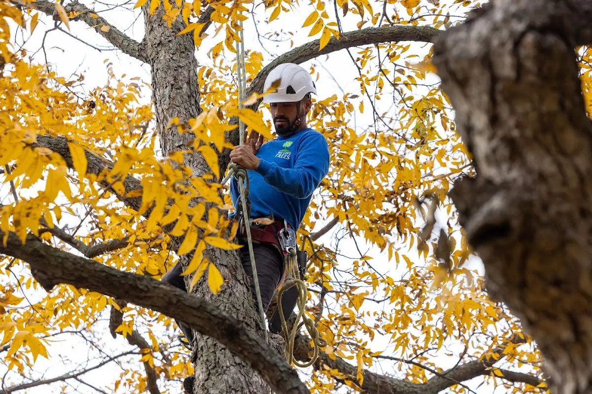 Skilled Storm Damage Cleanup crew working in Camp Dennison